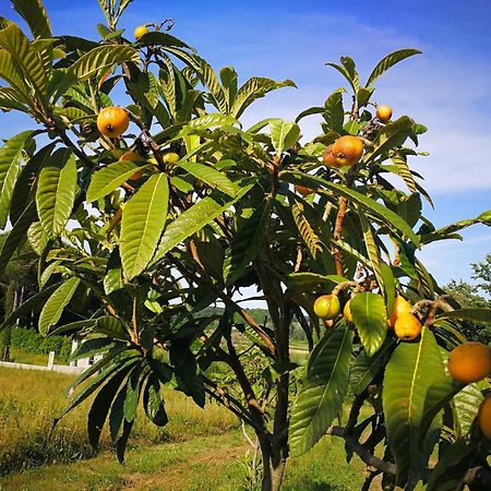 Masseria Le Querciole Fauglia Eksteriør billede