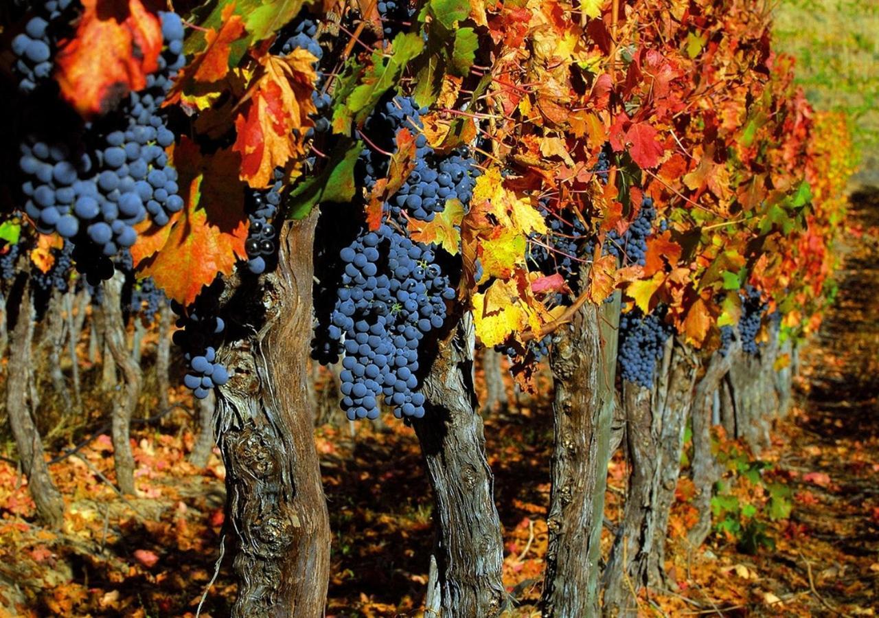 Masseria Le Querciole Fauglia Eksteriør billede