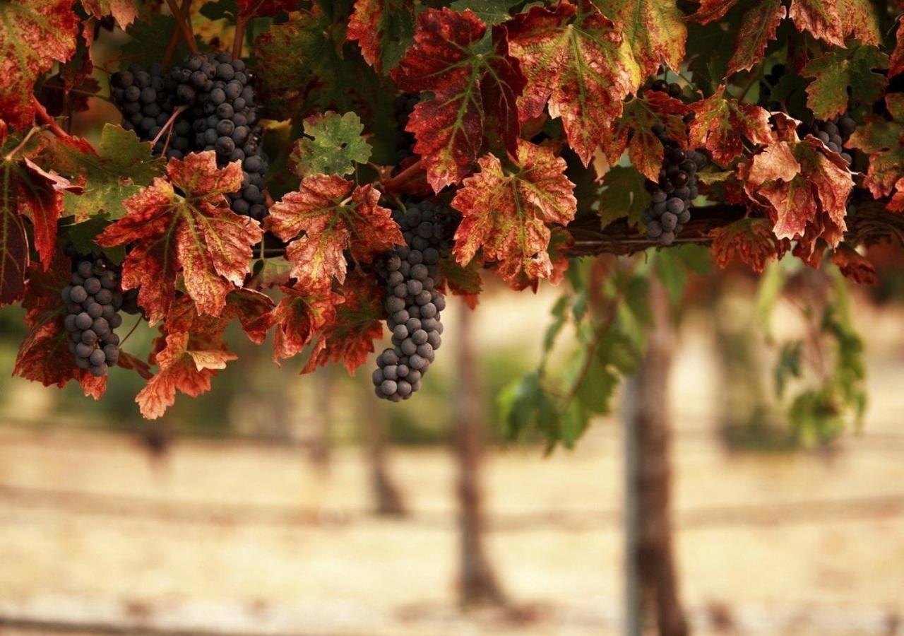 Masseria Le Querciole Fauglia Eksteriør billede