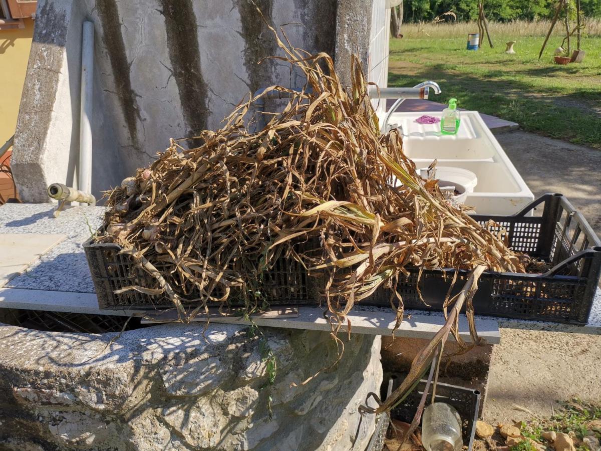 Masseria Le Querciole Fauglia Eksteriør billede