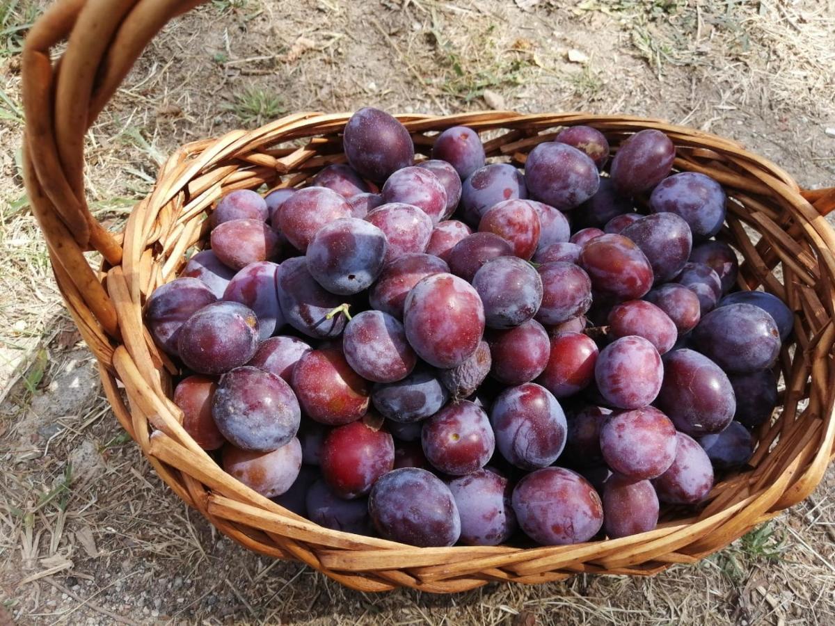 Masseria Le Querciole Fauglia Eksteriør billede