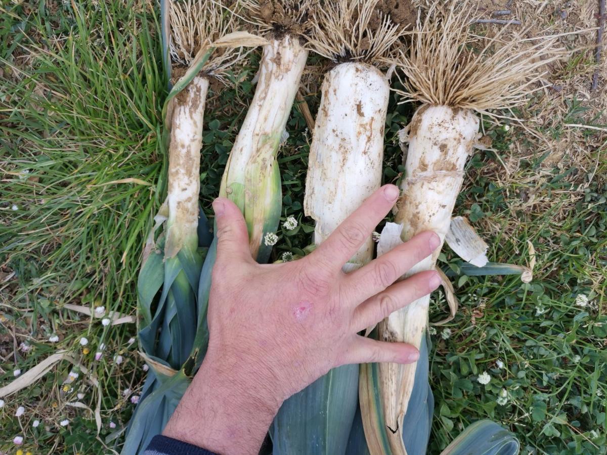 Masseria Le Querciole Fauglia Eksteriør billede