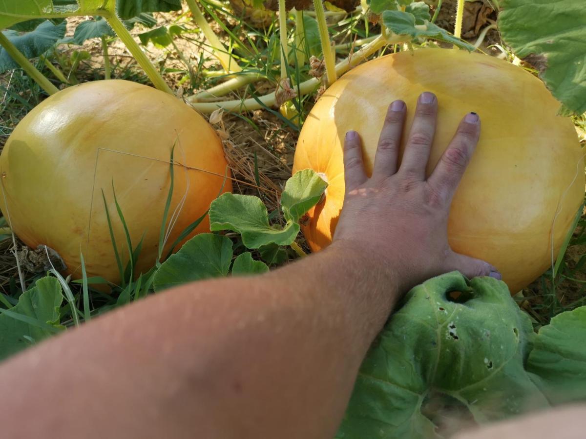Masseria Le Querciole Fauglia Eksteriør billede