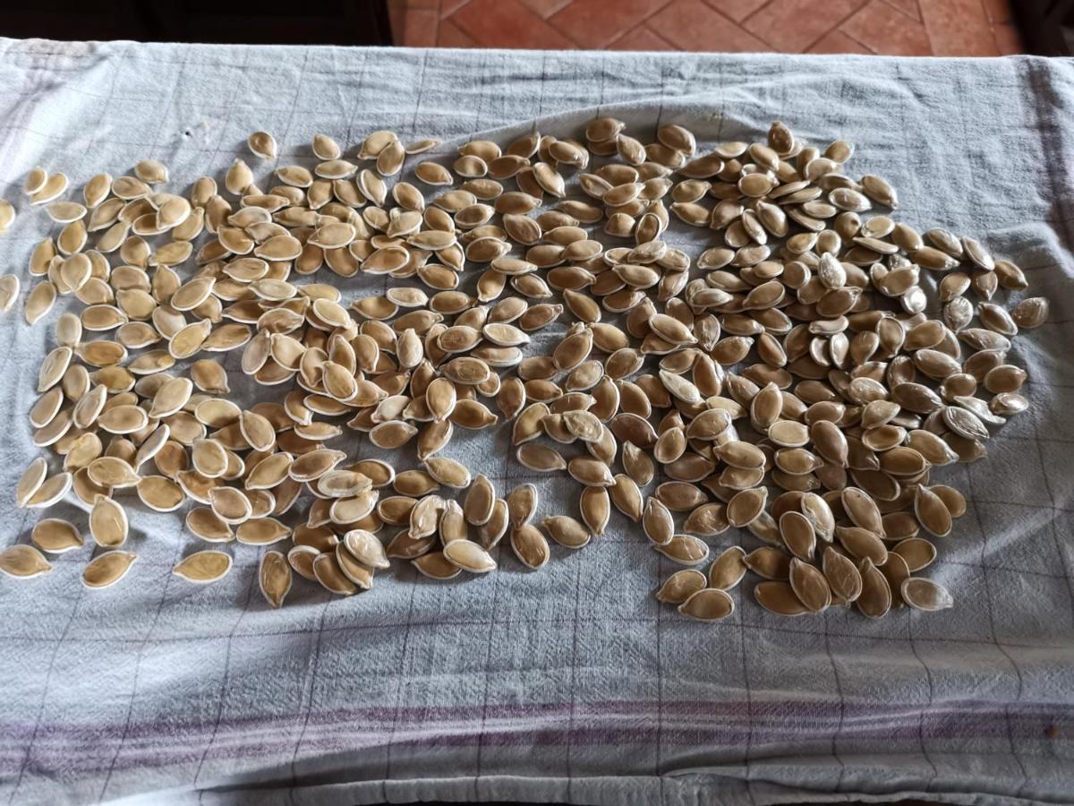 Masseria Le Querciole Fauglia Eksteriør billede